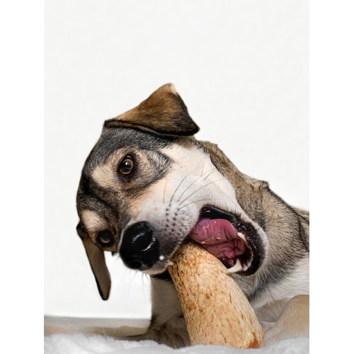dog chewing bone