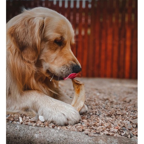 dog chewing licking bone marrow